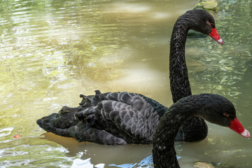 Fototapeta premium A black swan with a red beak is swimming in a pond. Cygnus atratus