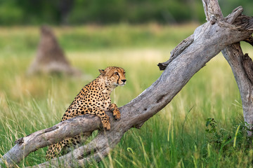 Cheetah on the Prowl