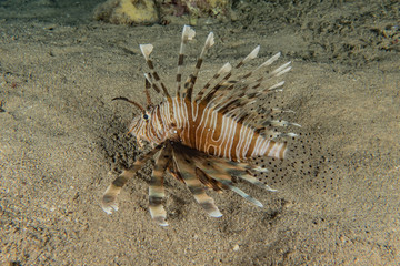 Lion fish in the Red Sea colorful fish, Eilat Israel