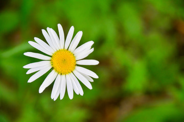 Fototapeta premium Chamomile flower on blurred green background. Copy space.