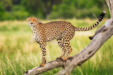 Cheetah Staredown