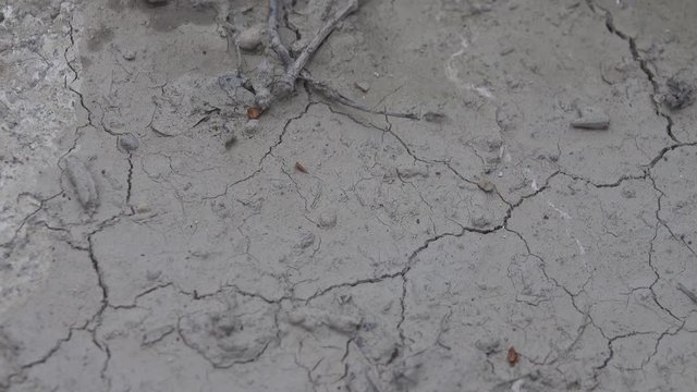 Forest ants are developing a new territory that was under water during the flood. Ants follow trails in bottom clay sediments