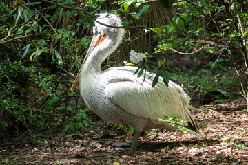A large white pelican cleans feathers. The Dalmatian pelican, Pelecanus crispus, is the most massive member of the pelican family.