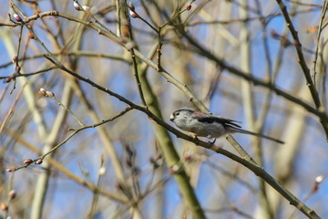 Schwanzmeise