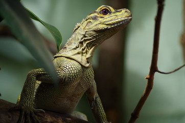 iguana on a branch