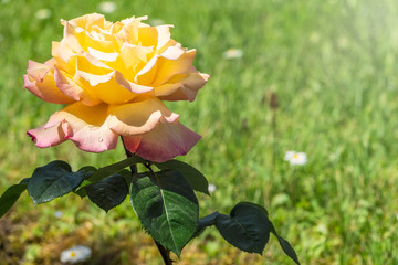 Yellow-red rose on a green blurred background.