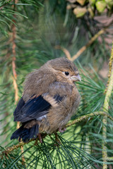 Juvenile fledgling bullfinch (pyrrhula pyrrhula) perched on pine conifer tree branches
