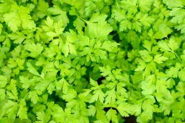 Bunch of fresh garden parsley