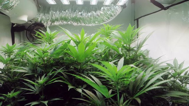 Slow motion shot of a cannabis plants growing in a grow tent during flowering stage