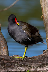 Common moorhen relaxing on trank