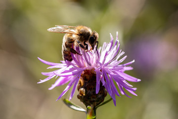 Bee on the purple blossom
