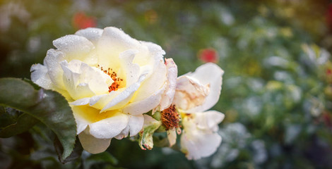Yellow rose in the drops of morning dew