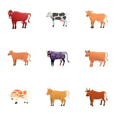 Dairy cattle icon set. Cartoon set of 9 dairy cattle vector icons for web design isolated on white background