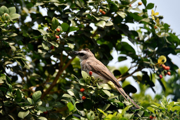 Sooty-headed Bulbul on the upper side of the body of the back and tail is gray brown
