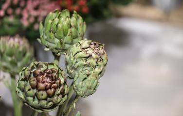 Exotic flowers are the red Amaryllis and artichoke