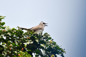 Sooty-headed Bulbul on the upper side of the body of the back and tail is gray brown