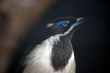 the blue faced honey eater
