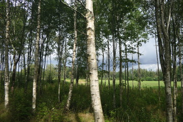 Fototapeta premium Birkenwald