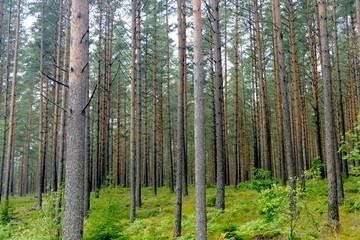Fototapeta premium Kiefern in Wald