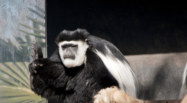 Black And White Colobus Has A Grey Face