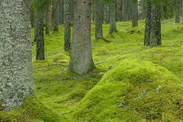 Wald mit Moos