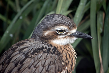 this is a side view of a bush stone curlew