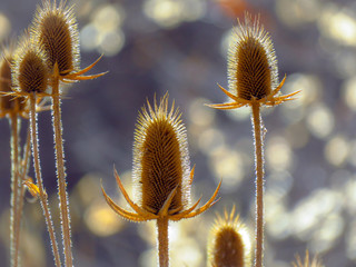 Obraz premium Teasing Kind