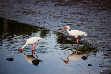 American white ibis (Eudocimus albus) in the swamp