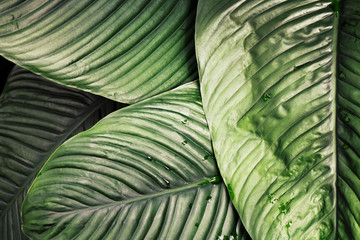 Tropical jungle leaf background texture