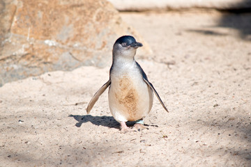 the fairy penguin is at the beach