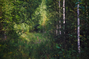 Summer meadow landscape with green grass and wild flowers on the background of a forest.