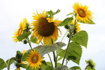 Sonnenblumen, Sonnenblumenköpfe