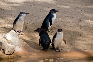 Obraz premium the fairy penguins are at the waters edge