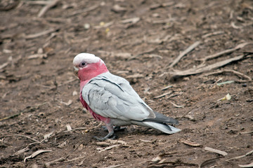 this is a side view of a galah