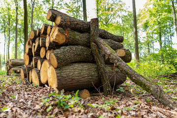 A pile of wood by a forest road. Wood prepared for export from the forest.