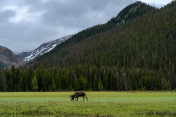 Moose in Rocky Mountain National Park