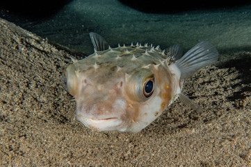 Fish swim in the Red Sea, colorful fish, Eilat Israel © yeshaya