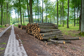 A pile of wood by a forest road. Wood prepared for export from the forest.