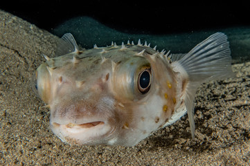 Fish swim in the Red Sea, colorful fish, Eilat Israel © yeshaya