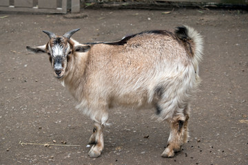 this is a side view of a young goat
