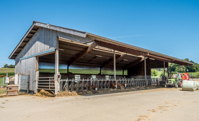 Kühe im Stall