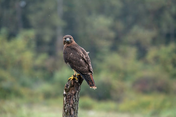 Red-Tailed Hawk sitting on a tree stump in a field. Body of hawk is in profile while the hawk is looking directly at the camera.
