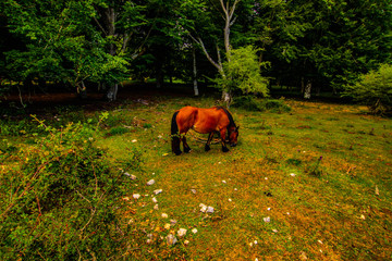 Paseos por el Parque Natural de urbasa