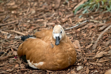 an egyptian goose resting