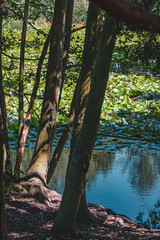 tree branches overhanging birch trees and pond with waterlilles,