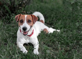 Purebred cute dog Jack Russell Terrier lying on a green lawn. Happy resting pet. Front side