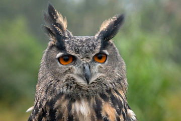 Close Up of a Eurasian Eagle Owl facing the camera