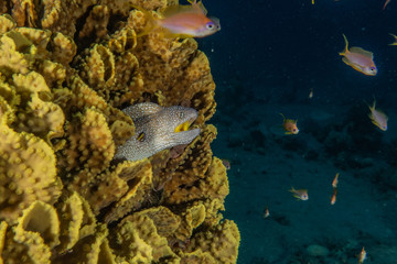 Moray eel Mooray lycodontis undulatus in the Red Sea, eilat israel