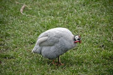 this is a side view of a Helmeted Guinea fowl