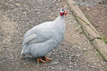 a Helmeted Guinea fowl wandering